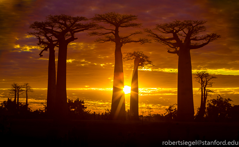 baobab